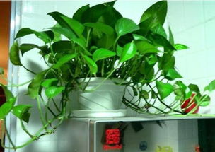 吸收甲醛最好的室内植物 