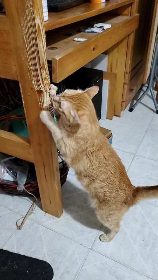 这猫一直把柜子脚当猫抓板,主人估计在啃一段时间就要断了
