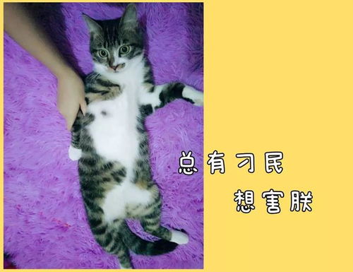 生孩子不如养猫 现在的上海年轻人都怎么了