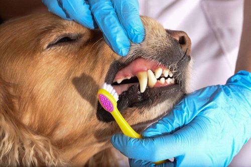 如何预防和治疗猫咪或狗狗的牙结石 宠物牙结石有哪些危害