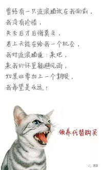 如果把诗歌里的某个词换成猫,笑到肚子疼 