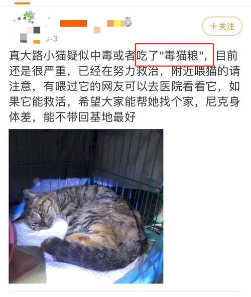 为什么有些猫吃了毒猫粮也没事 铲屎官对 毒猫粮 的认知误区