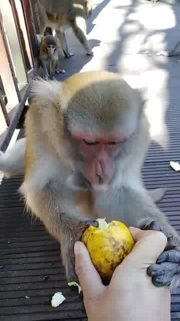 在景区看到的猴子,吃东西的样子太可爱了 