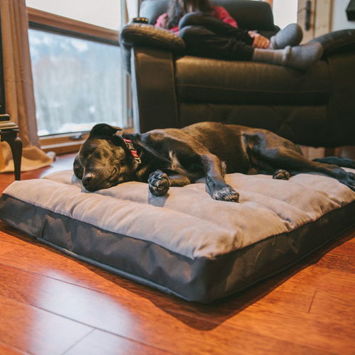 如何给狗狗挑选一个完美的狗窝,要想狗狗睡得好,一张好床少不了