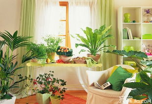 家居装修风水 卧室植物摆放风水及其注意事项 