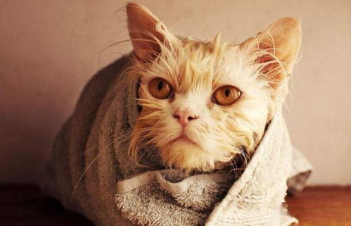 如果你爱你的猫,那就不要带它去宠物店洗澡,否则是把猫推入火坑