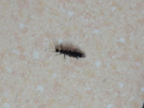 虫子有图 专家看看这个是什么虫子尾巴上有2个刺,黑色虫子,有图片求真相 