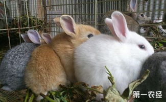 兔子养殖需要注意什么 以下三点很重要