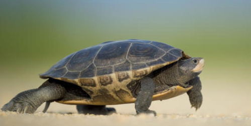 养小乌龟当宠物的注意事项,学会这5点可让它 长命百岁