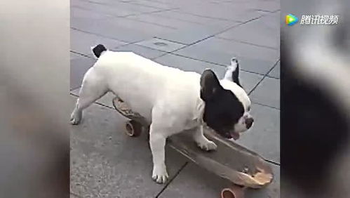 不得了狗也会玩滑板,有模有样,滑的真不错 
