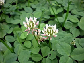 3月17日双鱼星座花 三叶草 野豌豆