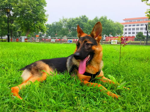 全世界公认5大 出色警犬 ,中国犬种榜上有名