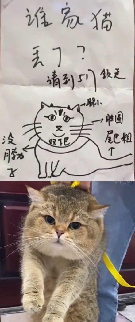 这是谁家丢的猫,麻烦来XX房认领一下