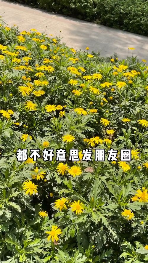 教你花花拍照 学会这招轻松拍出干净高级感 手机摄影 创意 教程 