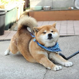 这只日本柴犬因一张臭脸走红 