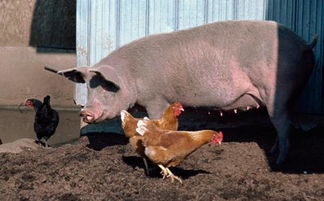 猪和鸡相配婚姻如何,香蕉猪，香蕉鸡