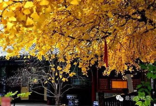 这几棵千年银杏,撑起了北京深秋最美的风景