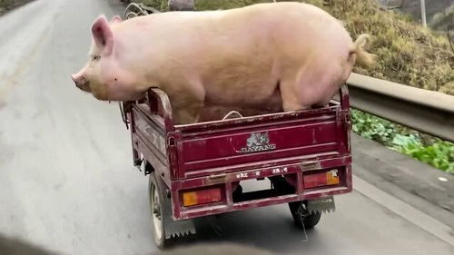 大爷在集市上买来一头猪,将它放在了三轮上,真不怕它跳下去吗 