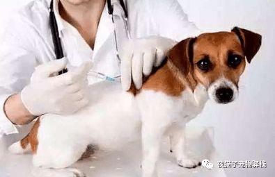 狗狗要打什么疫苗 打几次 需要注意什么
