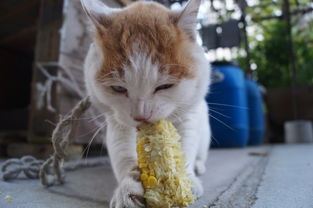 吃玉米的猫