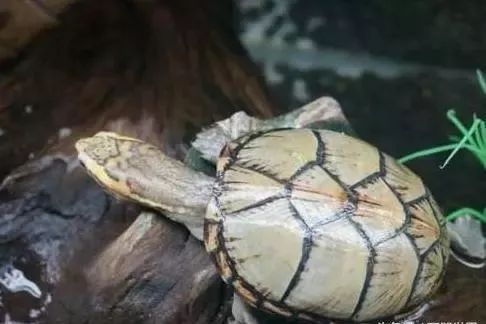 世界互动性最好的水龟排行 