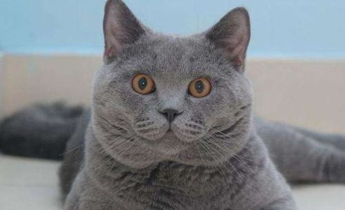布偶猫那么漂亮为什么铲屎官不养,反而越来越多的人养英短毛蓝猫