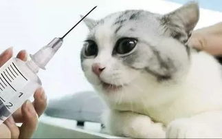 猫咪打疫苗前后要注意什么