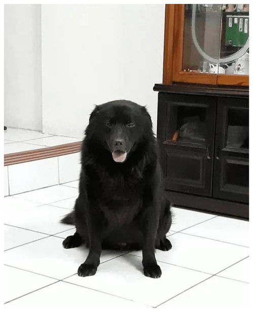 昔日可爱小黑狗4年后成大黑熊,引网友热议 养宠物的双重体验