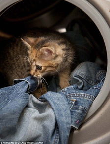 中国新闻网 顽皮小猫爬进洗衣机 幸运获救 