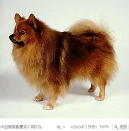 一种长的像博美的狗叫什么 