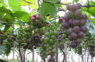 农民致富好项目,葡萄的种植前景 