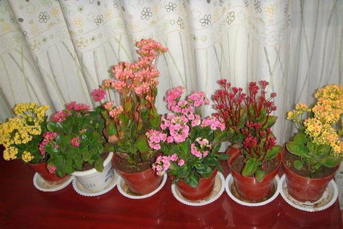 5种简单好养的 花 ,净化空气,吸甲醛,放卧室客厅都合适