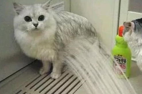 每次给猫咪洗澡都要闹得鸡飞狗跳,到底怎么给它们洗澡猫咪才更乖