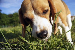 狗狗吃草是什么原因,吃了又吐