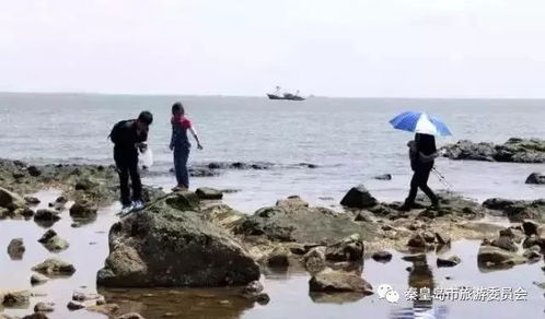 赶海咯 拾贝挖蛤蜊,这条赶海秘籍让你满载而归