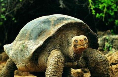 世界上最长寿的 龟 ,从乾隆时代一直活到现代,网友 厉害了