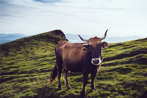 做梦梦见生牛````