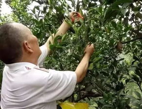 厉害了 柑橘套袋好真不少,套袋前后管理要跟上,果子大又靓