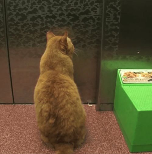 那只被赶出家门的橘猫,在主人的楼下,却等不到回家的电梯......