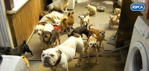 英国老太太家中养了一百多条狗,被罚5万英镑,并坐牢21个星期 