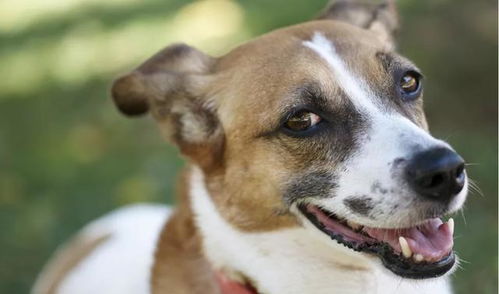 狗狗咳嗽呼吸困难 可能是致命的肺炎,而且还会传染给其它狗狗