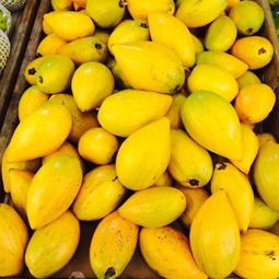 原创专家讲解：常吃芒果，祛湿排毒，美容养颜，还能提高免疫力