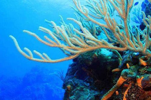 海底的岩石上长着各种各样的珊瑚,有的像绽开的花呆,有的像分枝的鹿角 比喻句 