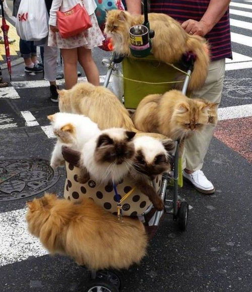 日本大叔带10只猫逛街,每只都价值上万,吸猫果然是有钱人做的 