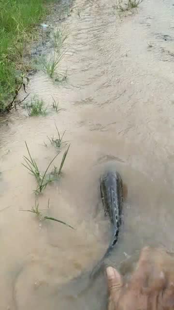 下大雨,还不快点出来捡鱼 