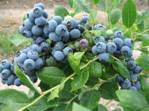蓝莓干每次吃多少为宜 