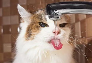 猫咪喝了百合熬的粥 猫咪舔了煮百合的水