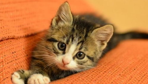 养猫要注意猫咪吐毛球的情况,可以从预防减轻毛球对猫咪的危害
