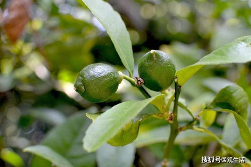 这3种花 细菌 都害怕,家里养几盆,通风差还不怕生病