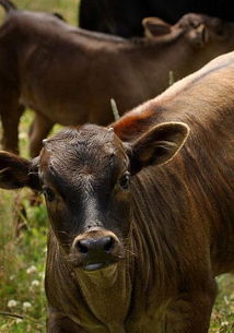 日本商务考察 日本农民养殖世界上最贵牛肉的10大奇招 